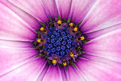 Amazing Purple Flower