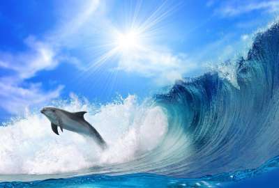 An Amazing of Dolphin