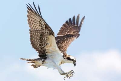 An Osprey Coming in for a Landing