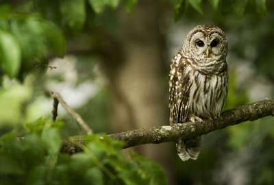 An Owl Sits on a Tree Branch