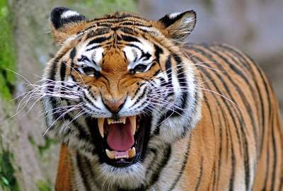 Angry Tiger 1176