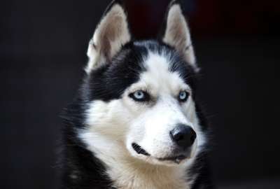 Annoyed Husky Looking Face