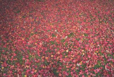 Autumn Fields Grass Green Leaves Pink Red
