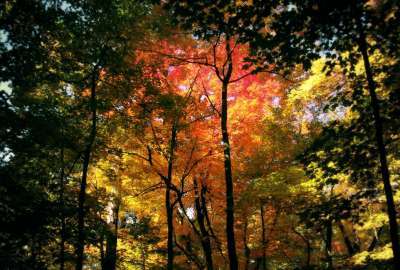 Autumn Forest 8457
