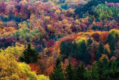 Autumn Forest Trees Seen From Top