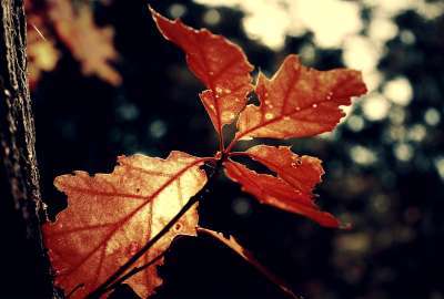 Autumn Leaf Closeup