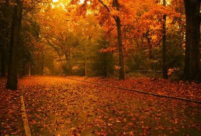 Autumn Leaves Road Path