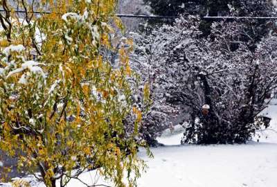 Autumn Leaves With Snow