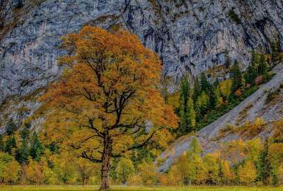 Autumn Tree Next to Mountains