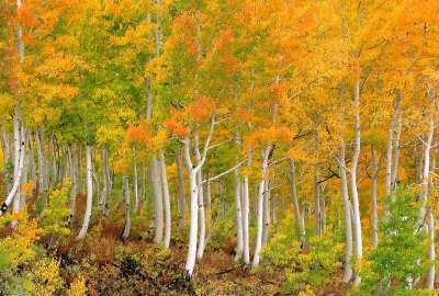 Autumn Trees 2300