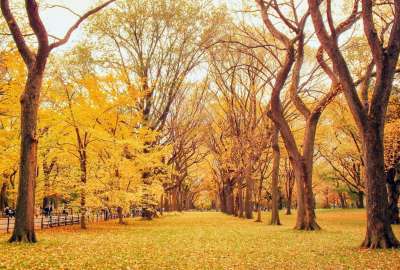 Autumn Trees Path
