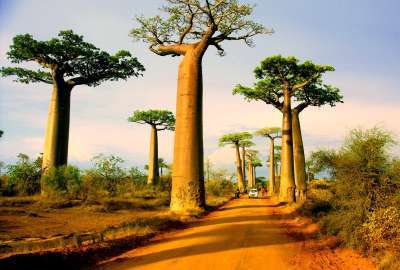 Baobabs Morondava Madagascar