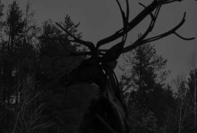 B and W Metal Stag