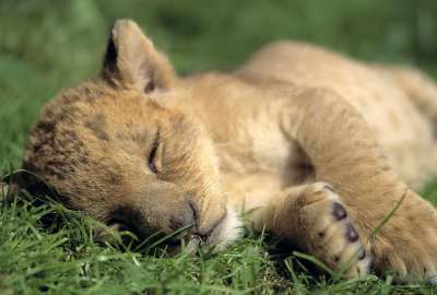 Baby Animals Lions Lion Desktop Hd