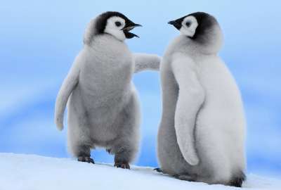 Baby Penguins 4578