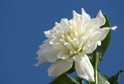Background, Skyblue, Photography, Dahlia, Photos, Pictures