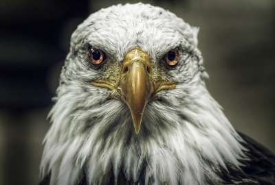 Bald Eagle 1331