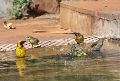 Bathing Birds
