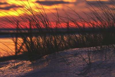 Beach Grass Against the Winter Sunset on Lake Michigan