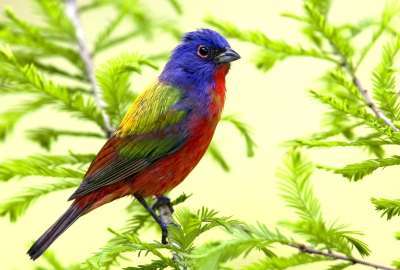 Beautiful Birds 10894