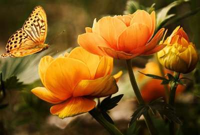 Beautiful Butterfly 8563