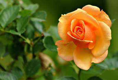 Beautiful Coloured Rose