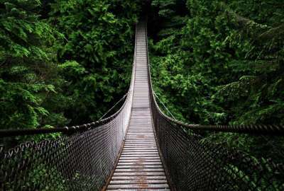 Beautiful Forest Bridge