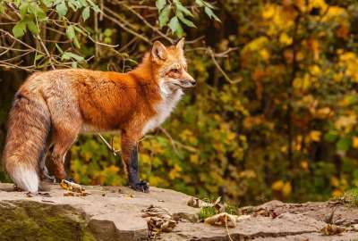 Beautiful Fox