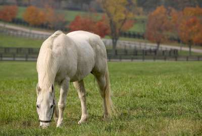 Beautiful Horse 1128