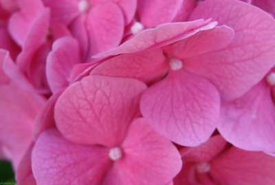 Beautiful Pink Flowers 5653