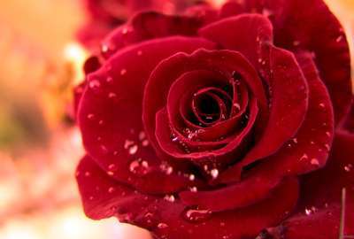 Beautiful Red Rose 11360