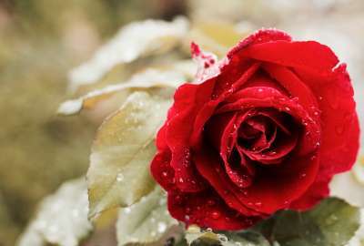 Beautiful Red Rose 4K