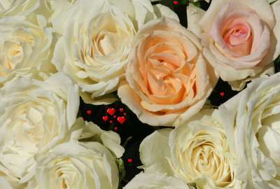Beautiful Rose 13072