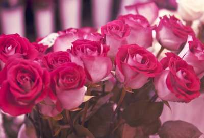 Beautiful Roses 5722