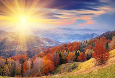 Beautiful Sceen of Tree and SunShine Autumn