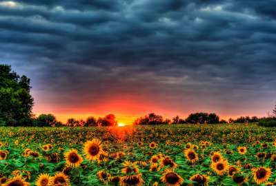Beautiful Sunflowers Field