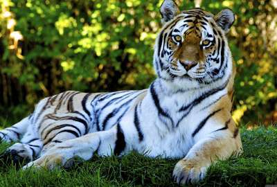 Beautiful Tiger 9033