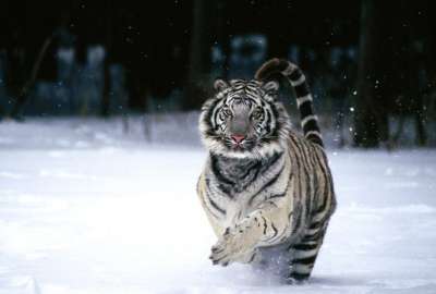 Beautiful Tiger 23231