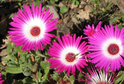 Beautiful, Mesembs, Iceplant, Photography, Flower