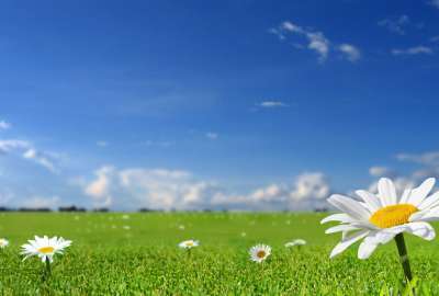 Beautiful White Flowers in Fields With Blue Sky Background