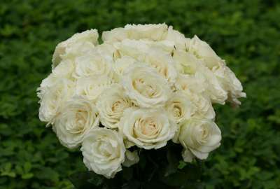 Beautiful White Roses