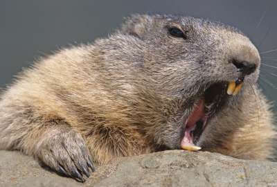 Beaver Attack