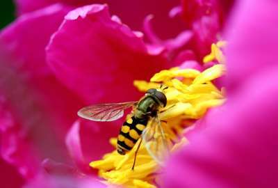 Bee and Flower in HD