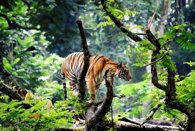 Bengal Tiger 13549
