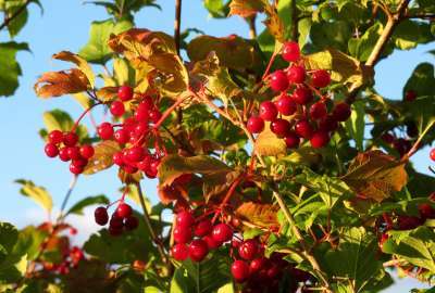 Berries in Tree