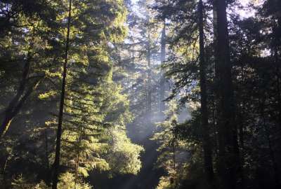 Big Basin Redwood State Park California USA