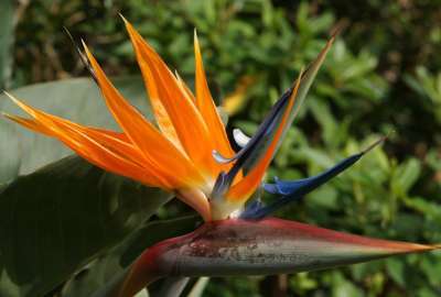 Bird of Paradise Flower 10924