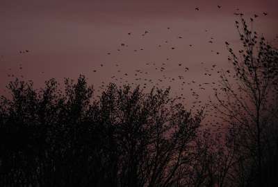 Birds Black Branches Purple Sunset Trees