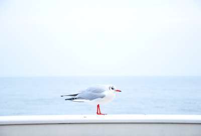 Birds Blue Gray Sea Seagulls White