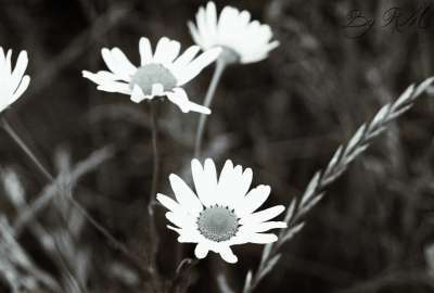 Black And White Flowers 2204